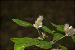 Lepidagathis incurva